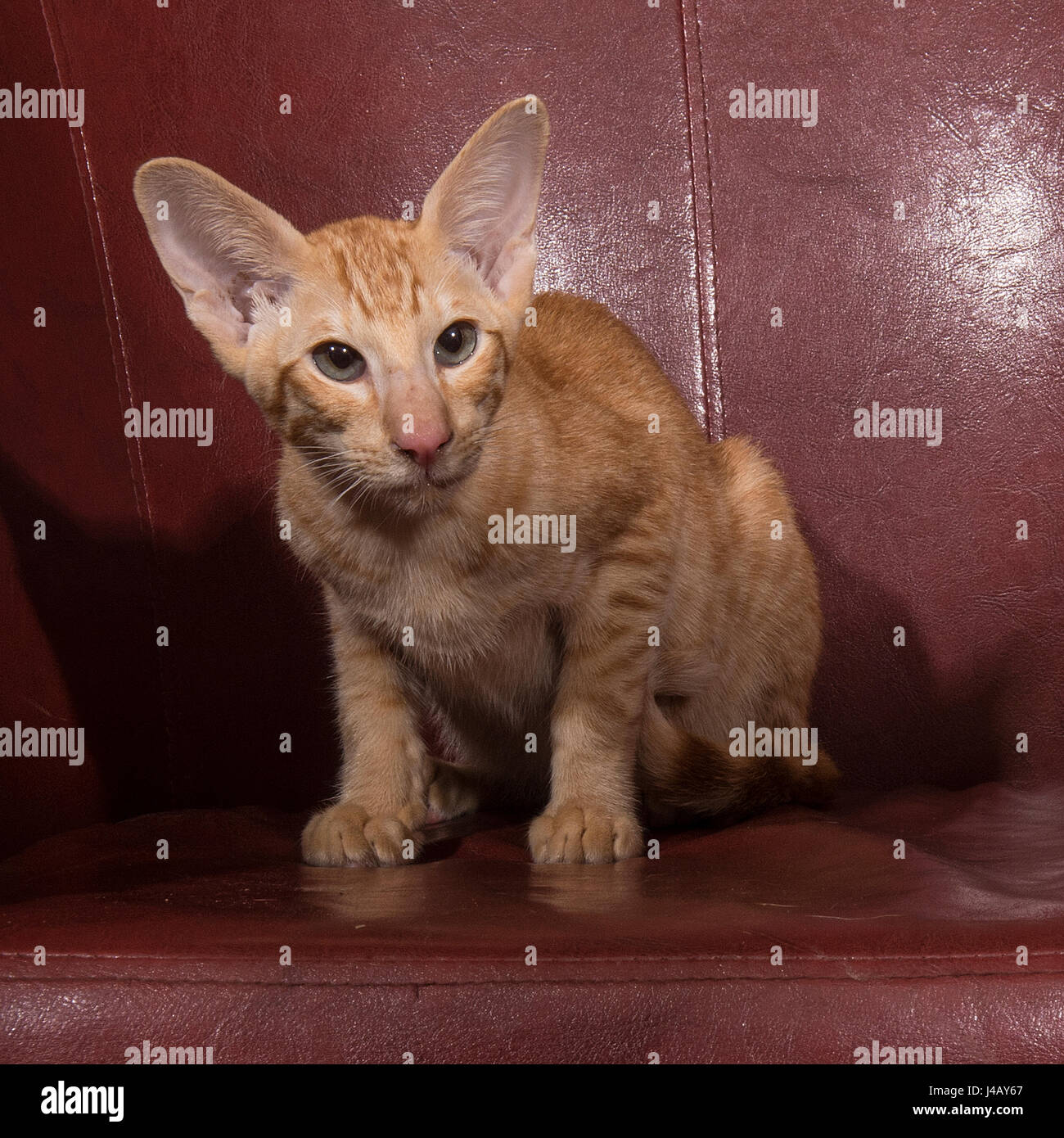 oriental Shorthair cat kitten Stock Photo