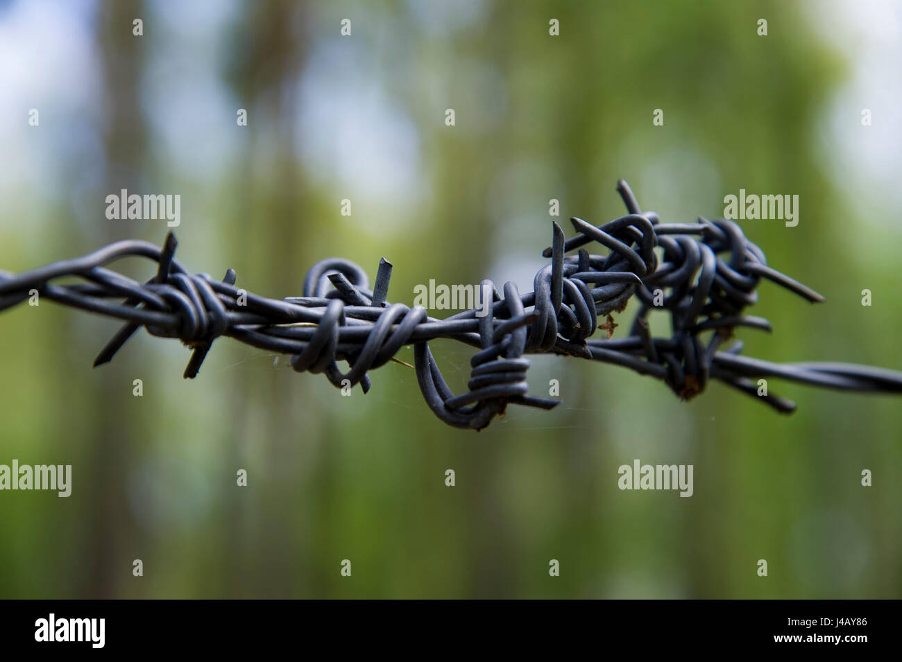 Barbed wire in Nazi German concentration camp KL Stutthof in 72 anniversary of liberation of the concentration camp by the Red Army in Museum of Stutt Stock Photo