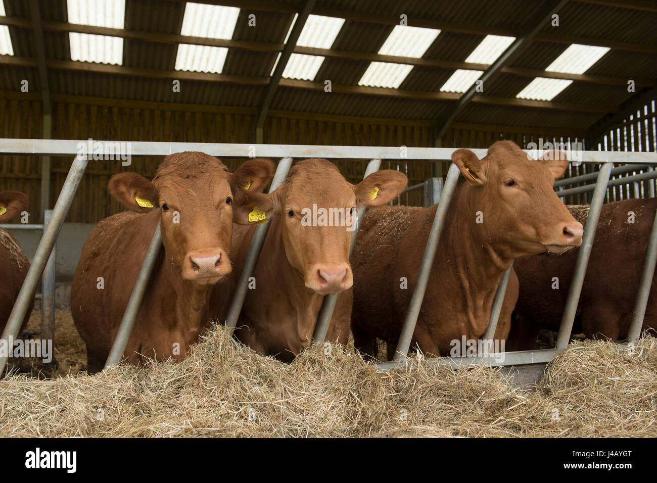 south devon cows Stock Photo