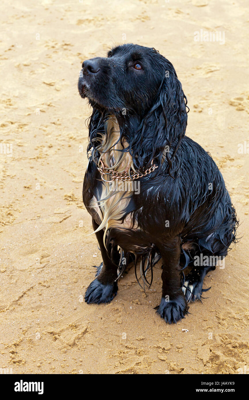 Wet and muddy working cocker spaniel domestic dog Stock Photo Alamy
