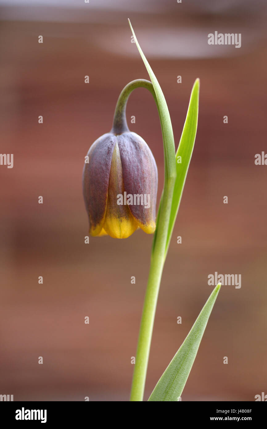 Small bell shaped flower called fratillary, shallow depth of field. Stock Photo