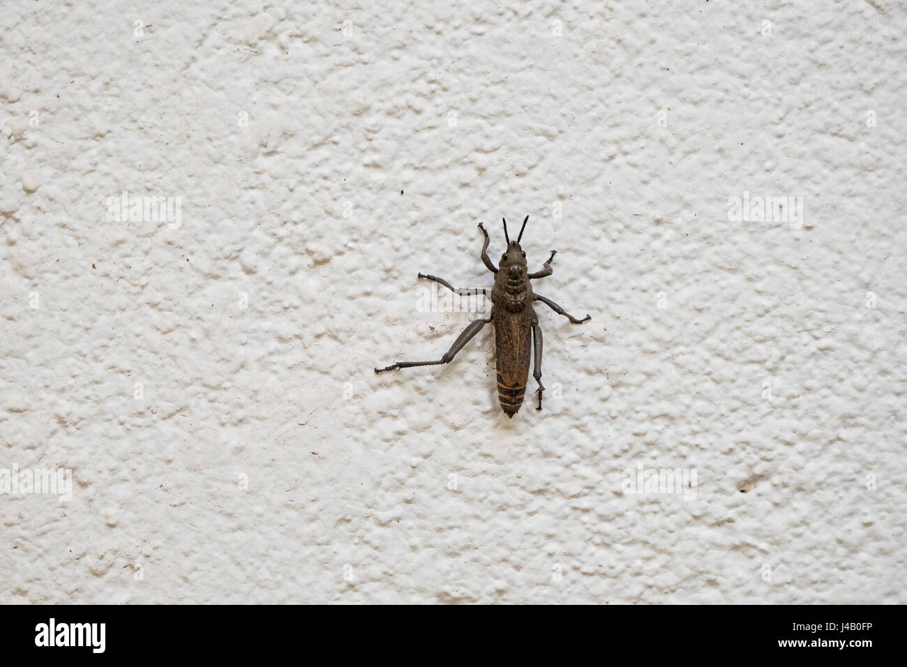 Dictyophorus griseus Grasshopper on a White Wall in Northern Tanzania ...