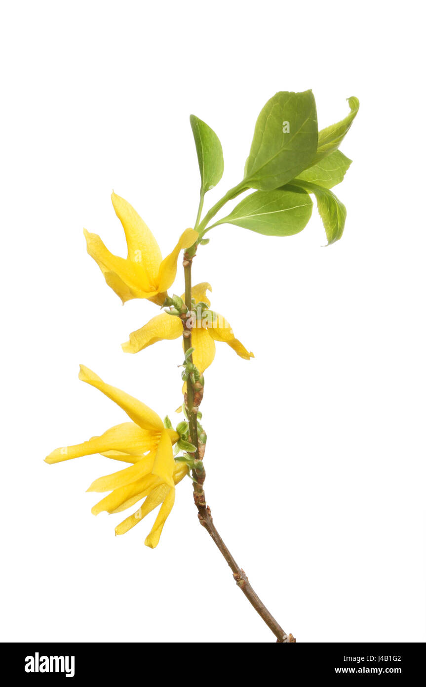 Forsythia flowers and leaves isolated against white Stock Photo
