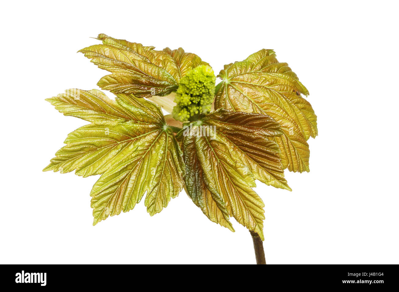 Fresh copper colored Sycamore leaves and flower bud isolated against white Stock Photo