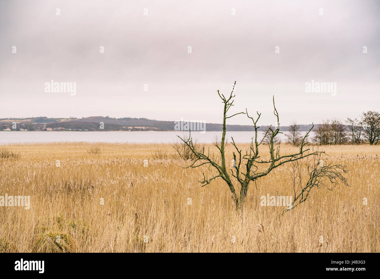 Small tree without leaves on a field of rushes by the ocean Stock Photo ...