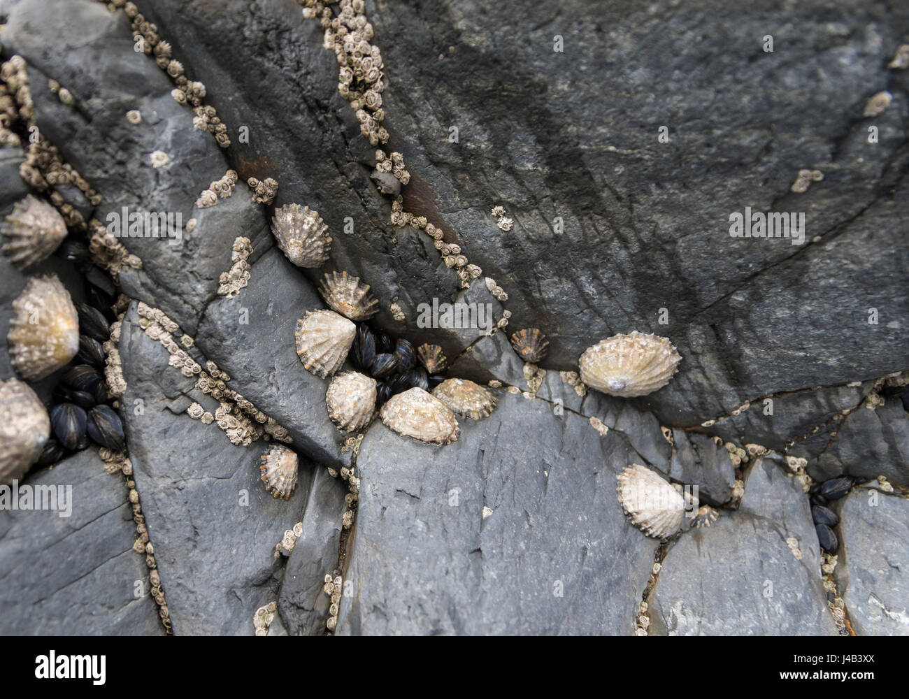 Limpets (Patelloidea)  and mussels attached to rock on the beach, Wales UK Stock Photo