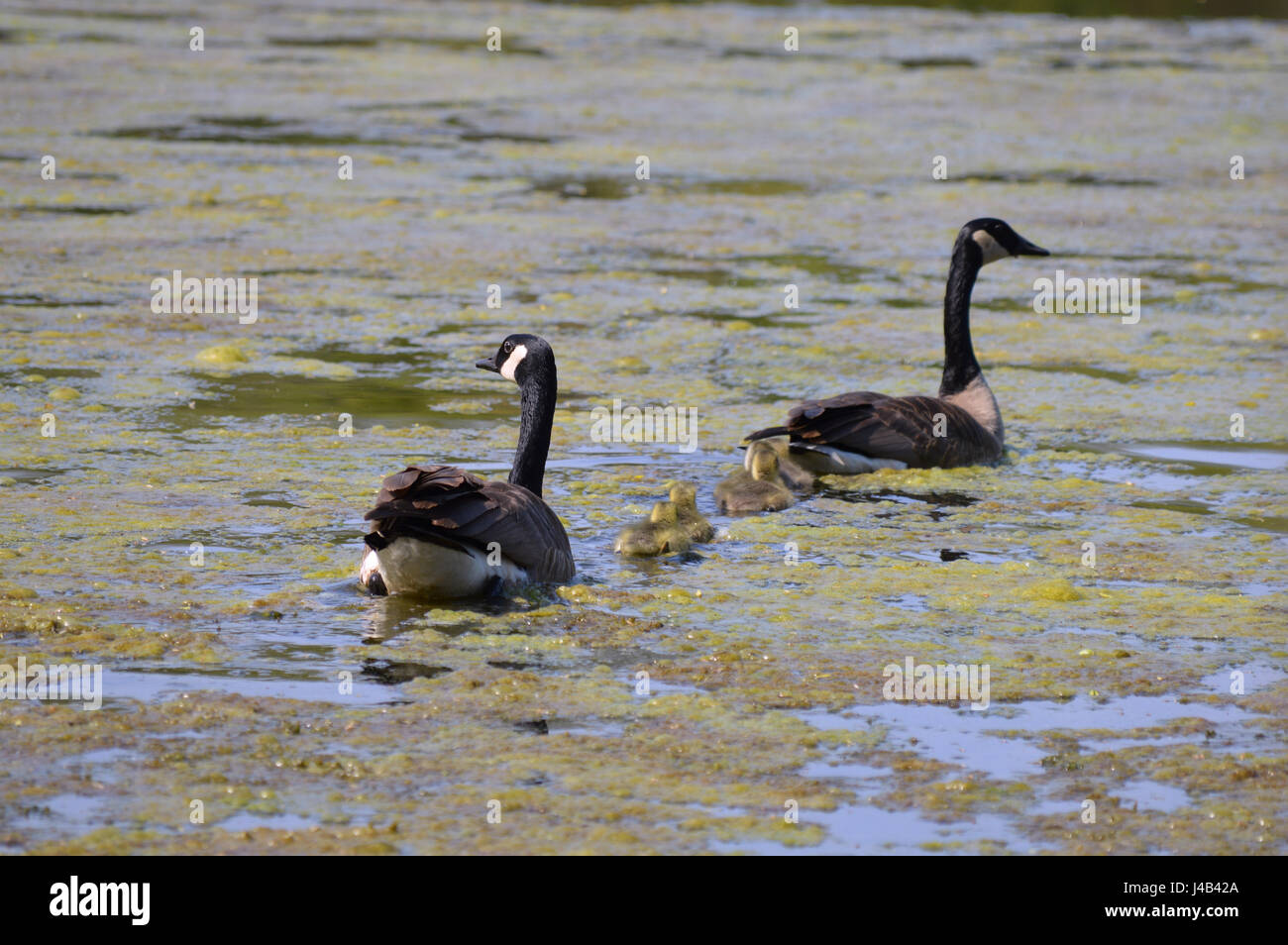 Geese family at the lake Stock Photo