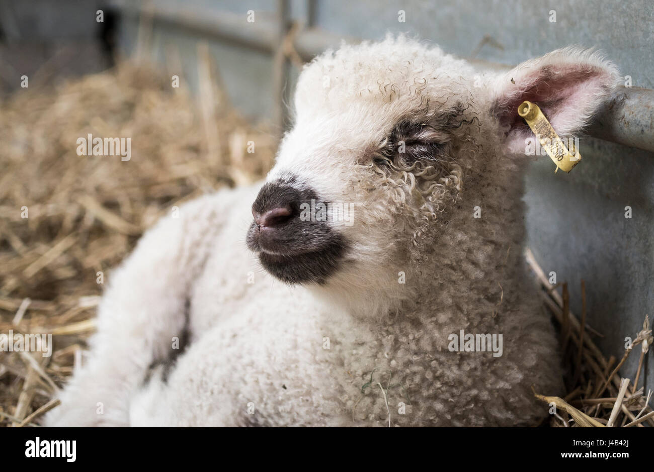 Happy white lamb lying down on hay with eyes closed in a barn on a farm Stock Photo