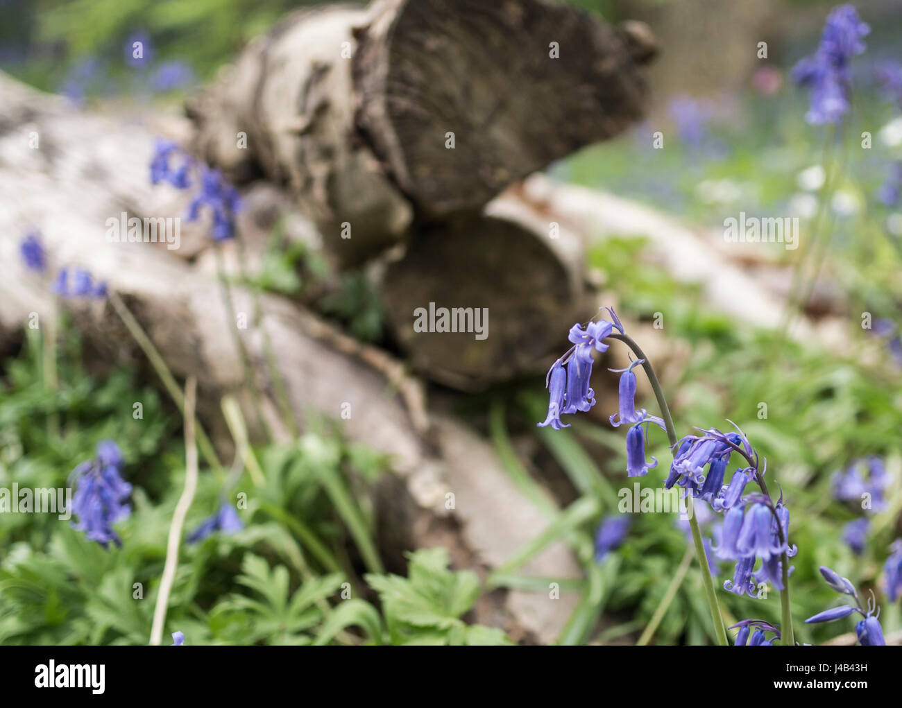 Close up view of Common Bluebells (Hyacinthoides non-scripta) in bloom next to log pile in woodland in Spring. East Sussex, UK. Stock Photo