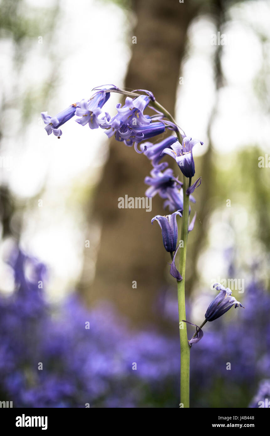 Close up view of Common Bluebells (Hyacinthoides non-scripta) in bloom underneath a tree in woodland in Spring. East Sussex, UK. Stock Photo