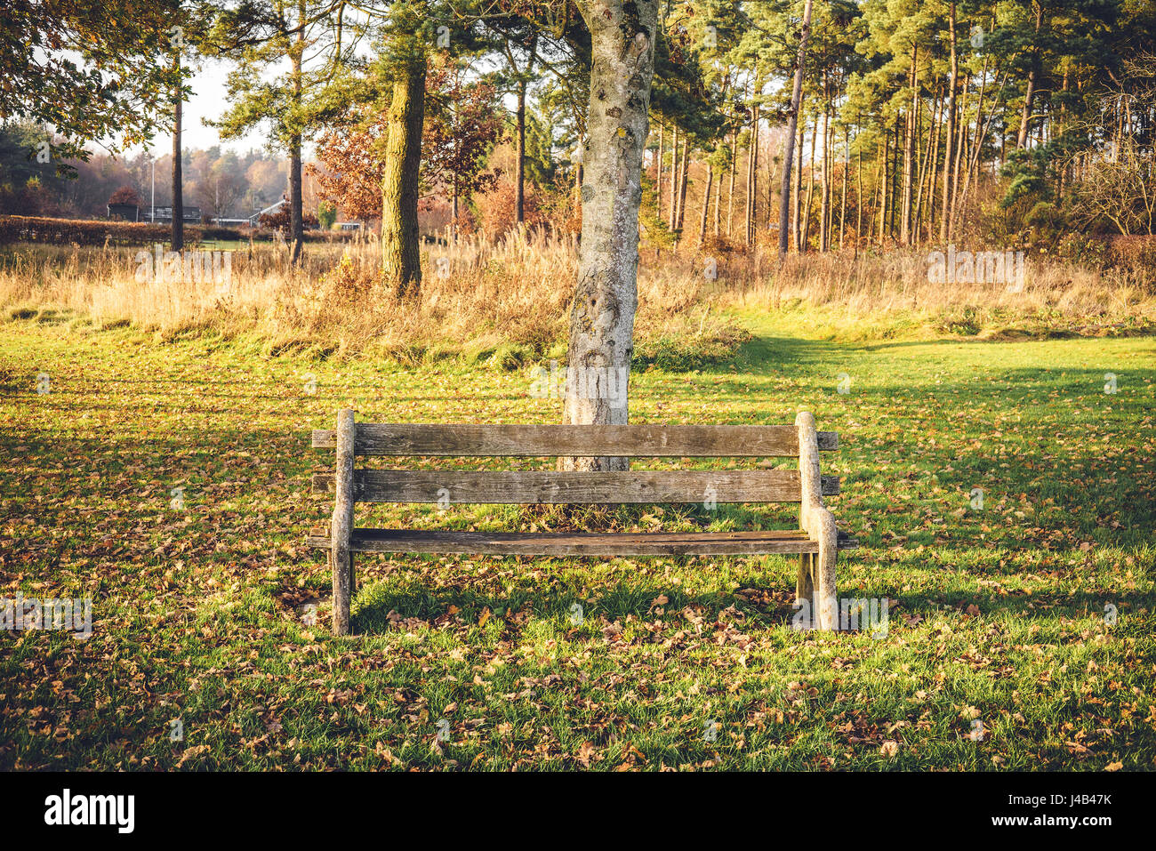 An Empty Bench Empty bench in a park in the fall with autumn leaves in the grass and ...