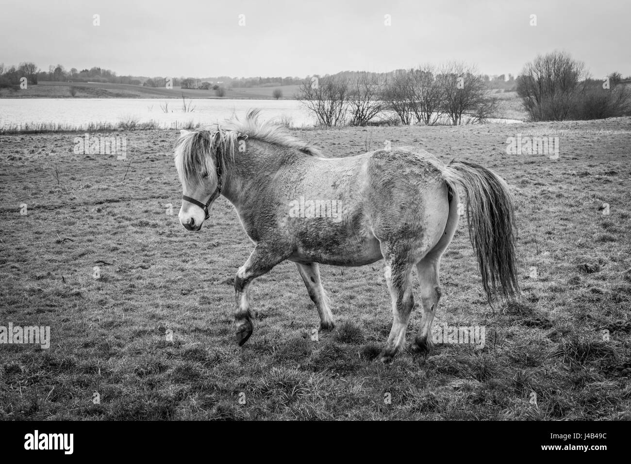 Horse on a field in rural surroundings in black and white colors Stock ...