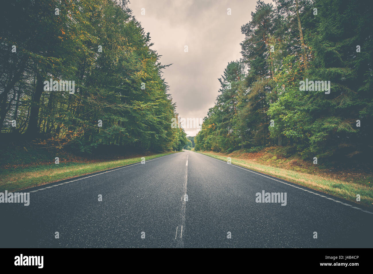 Asphalt road surrounded by colorful trees in autumn Stock Photo - Alamy