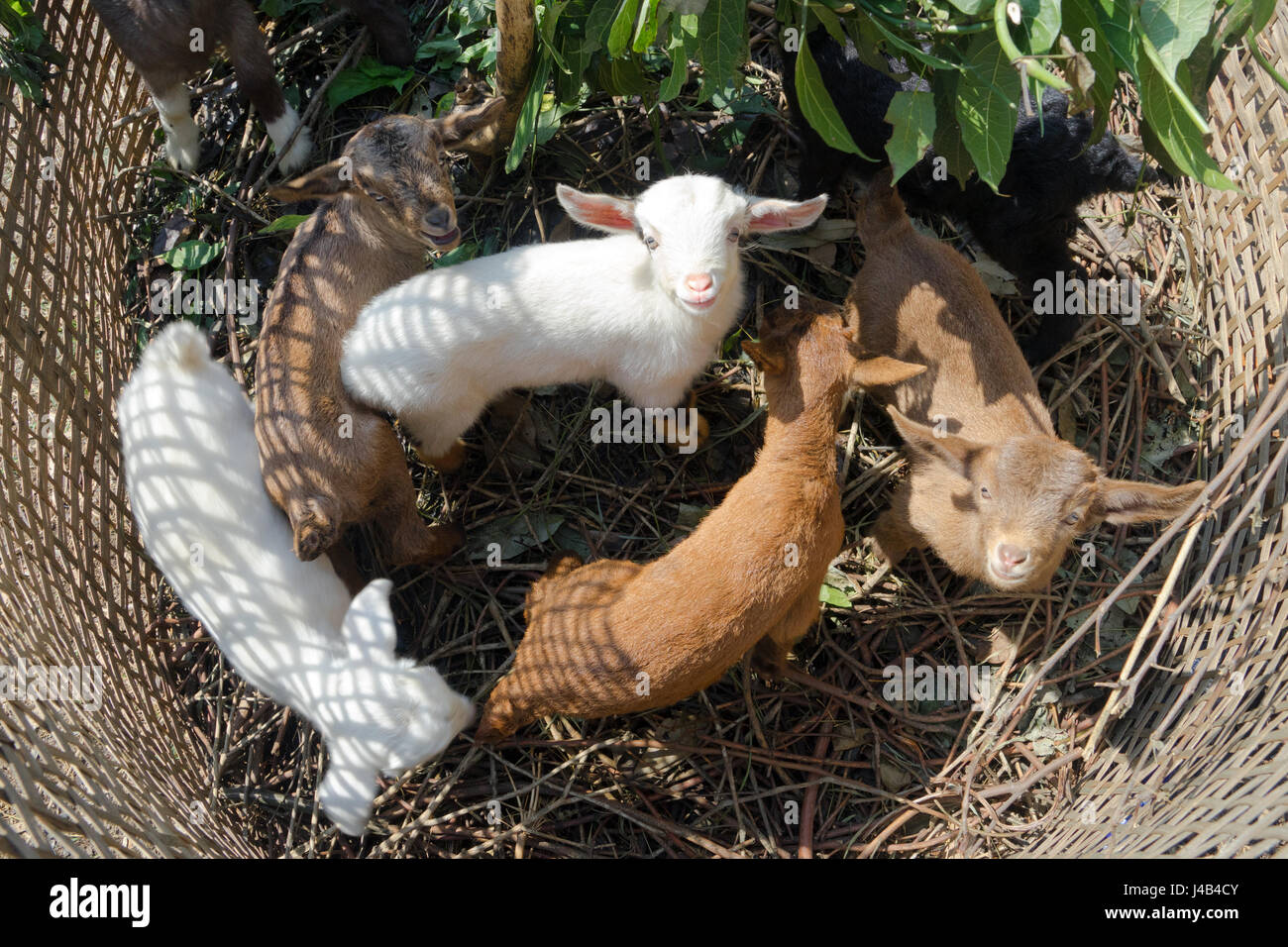 Young goats kept in a small pen made of braided bamboo. Near Ghandruk, Annapurna region, Nepal. Stock Photo
