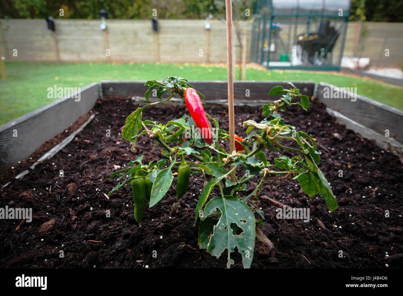 Chili plant in a garden in the soil with a greenhouse in the background