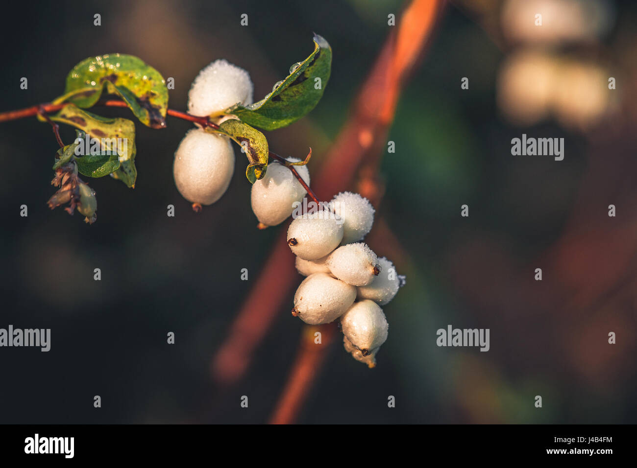 White snowberries on a branch in the winter with a bunch of white berries with frist in the morning sun Stock Photo