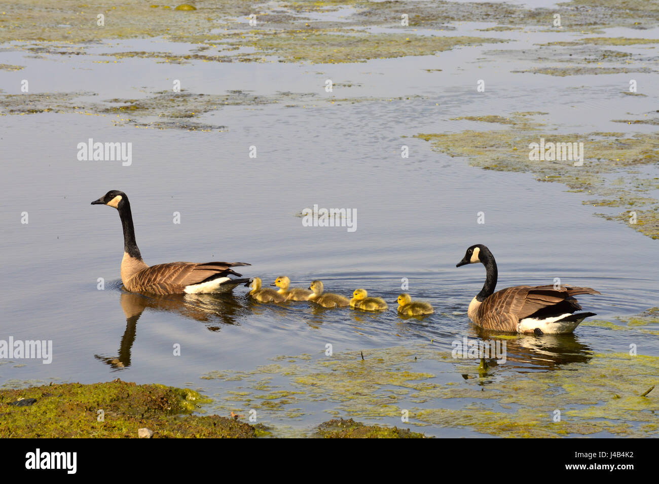 Geese Family at the Lake Stock Photo