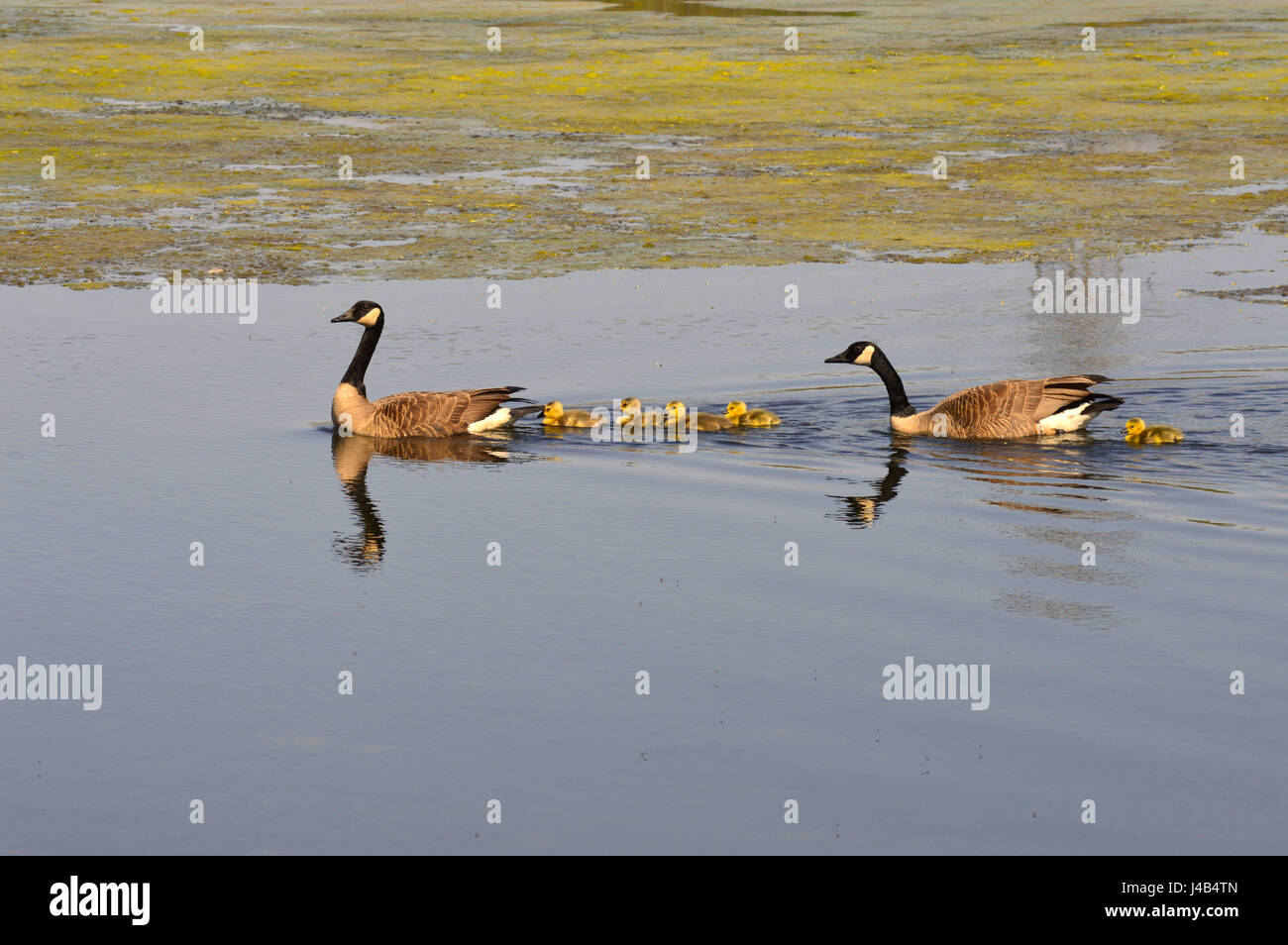 Geese Family at the Lake Stock Photo