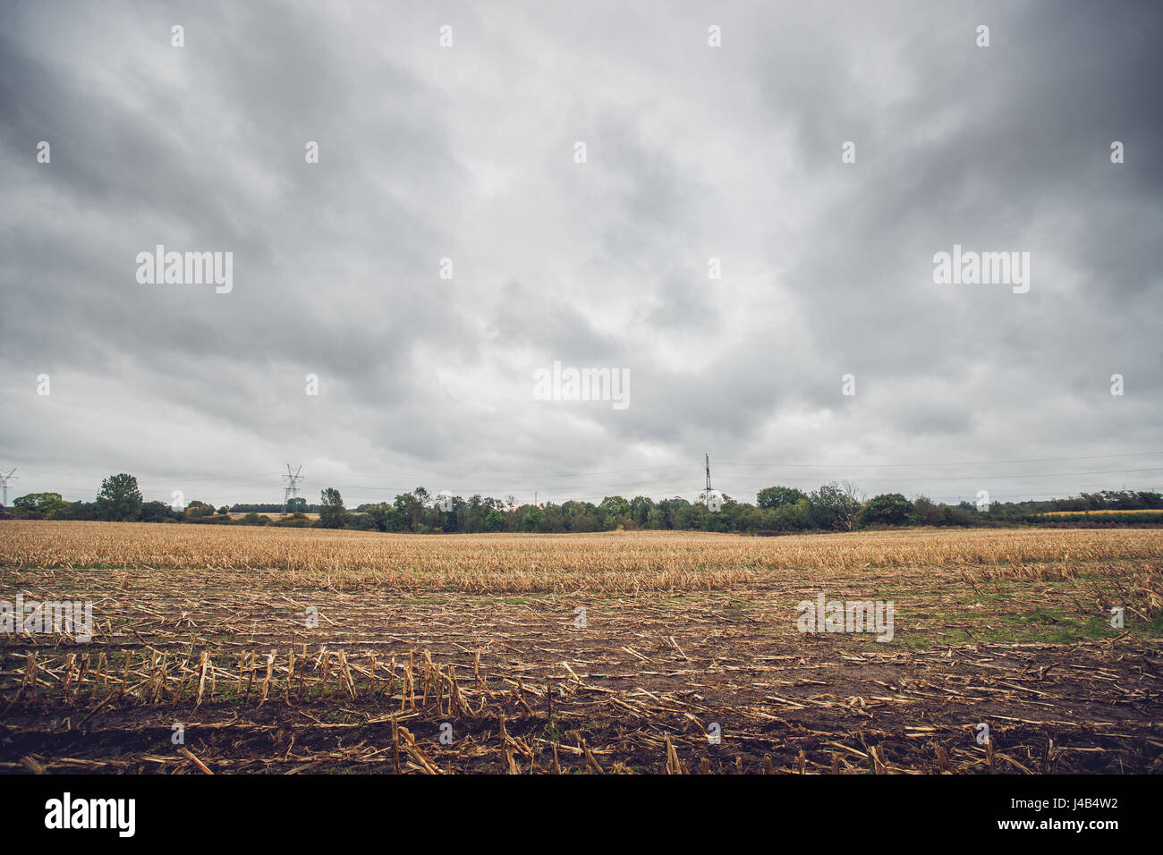 Corn crops on a field in the fall in cloudy weather Stock Photo - Alamy