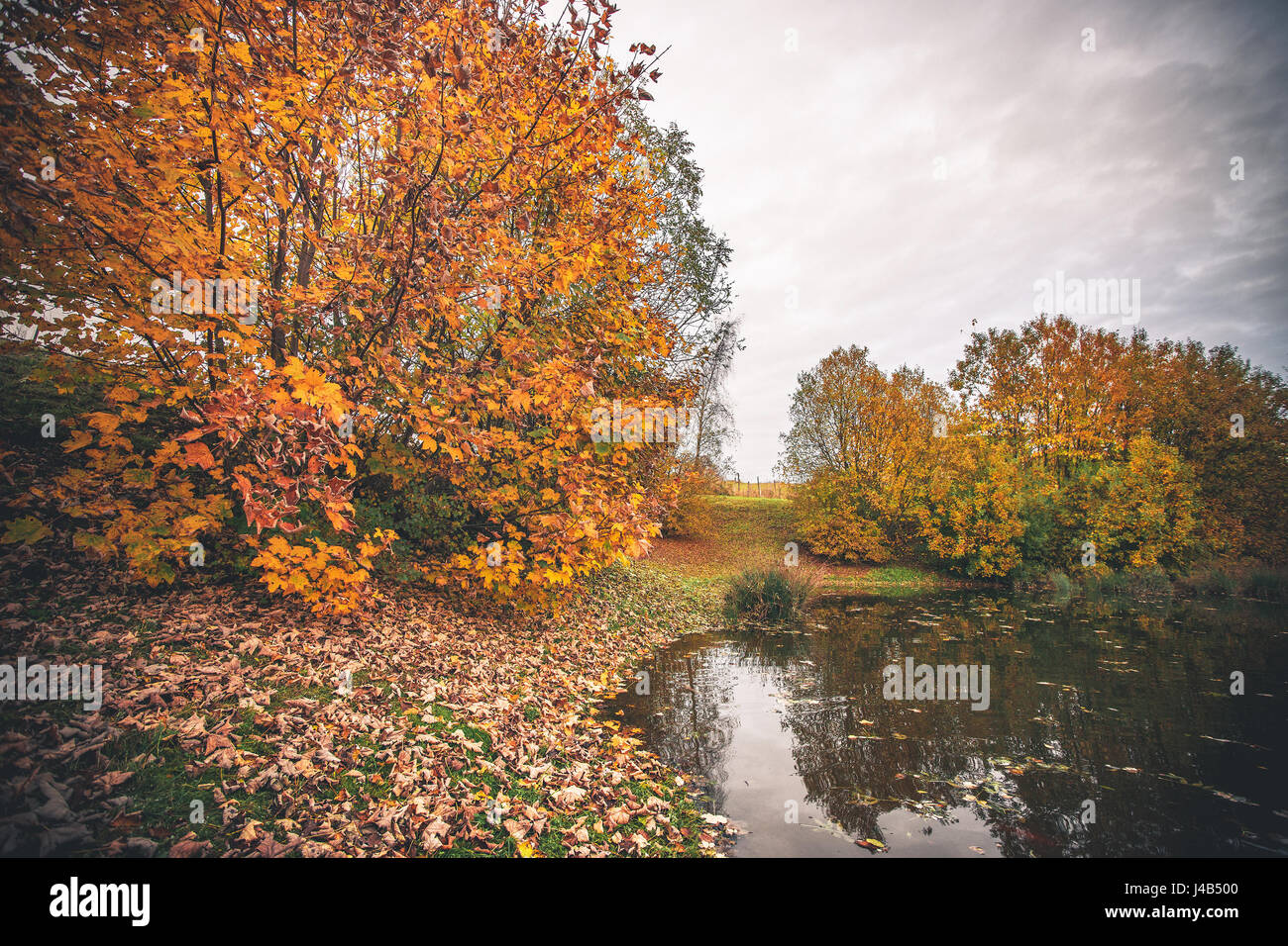 Colorful trees by a small pond in the fall with autumn leaves in the ...