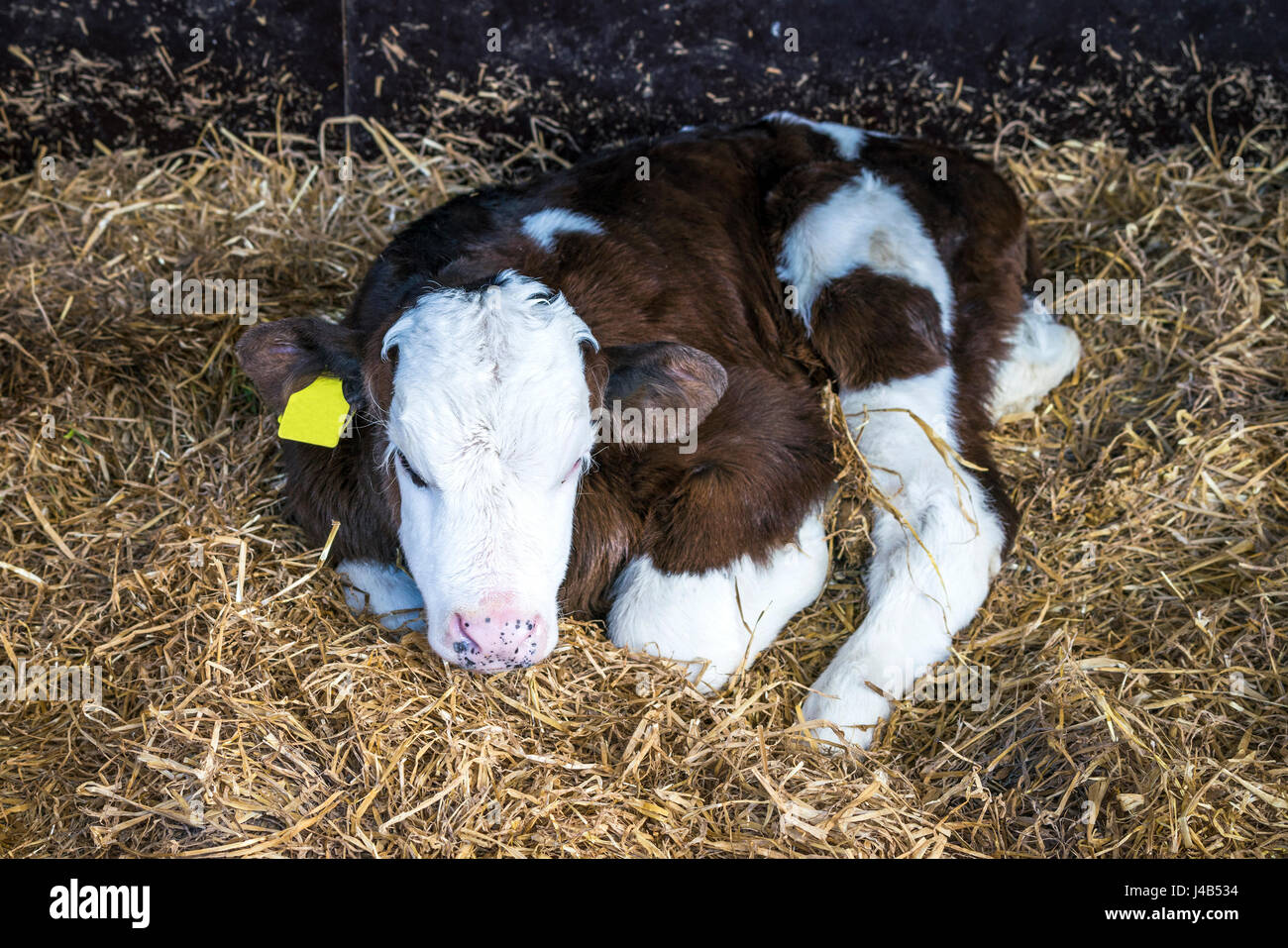 Hereford calf with a yellow ear mark relaxing in a pile of hay in a stable Stock Photo