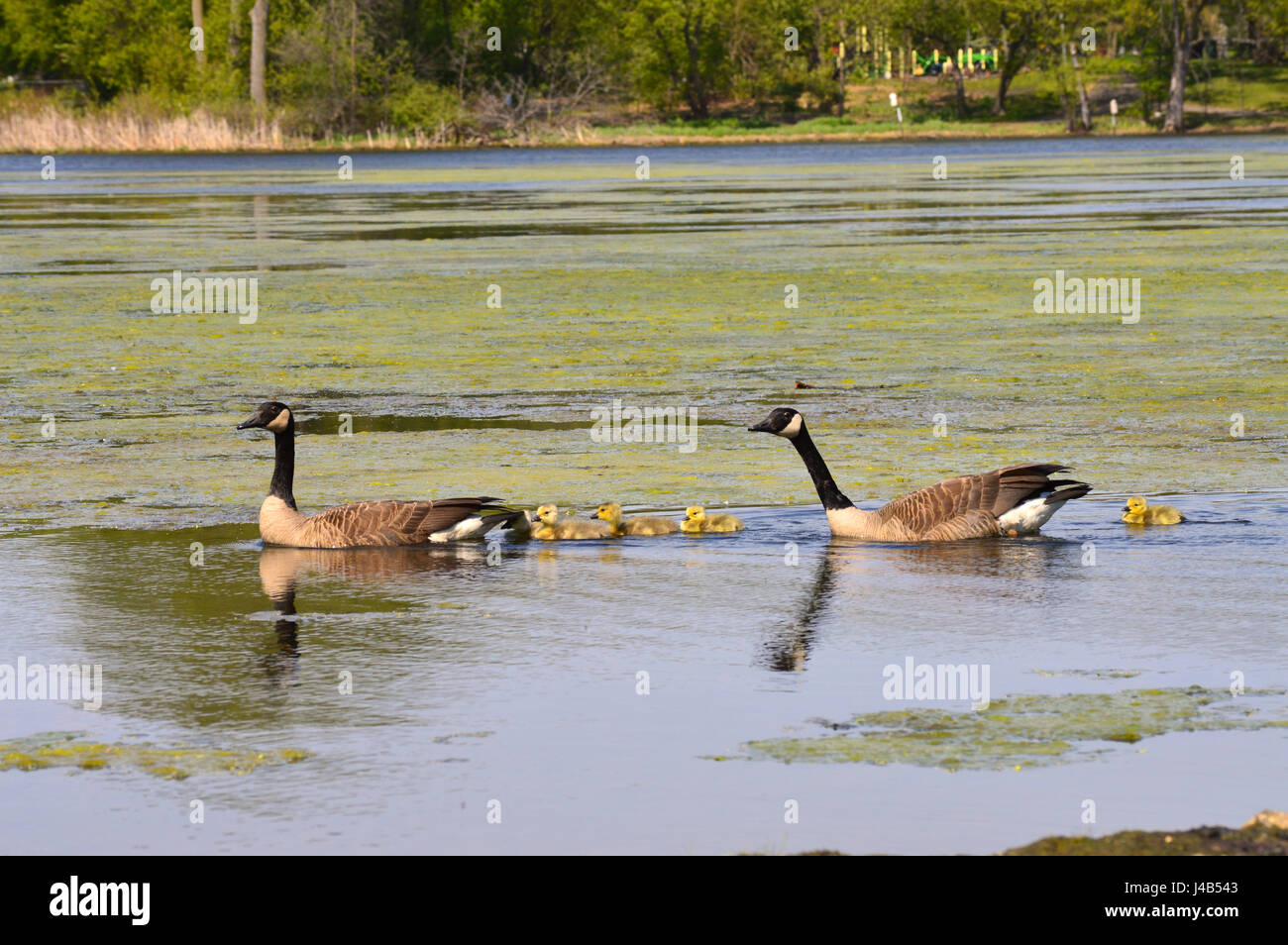 Geese Family at the Lake Stock Photo
