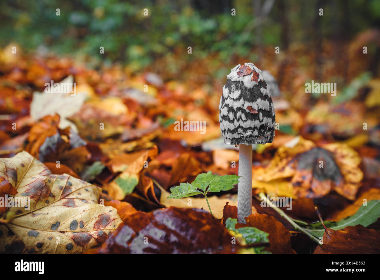 Black Coprinopsis picacea mushroom with white spots in a forest in the fall with autumn leaves in beautiful autumn colors in the autumn season Stock Photo