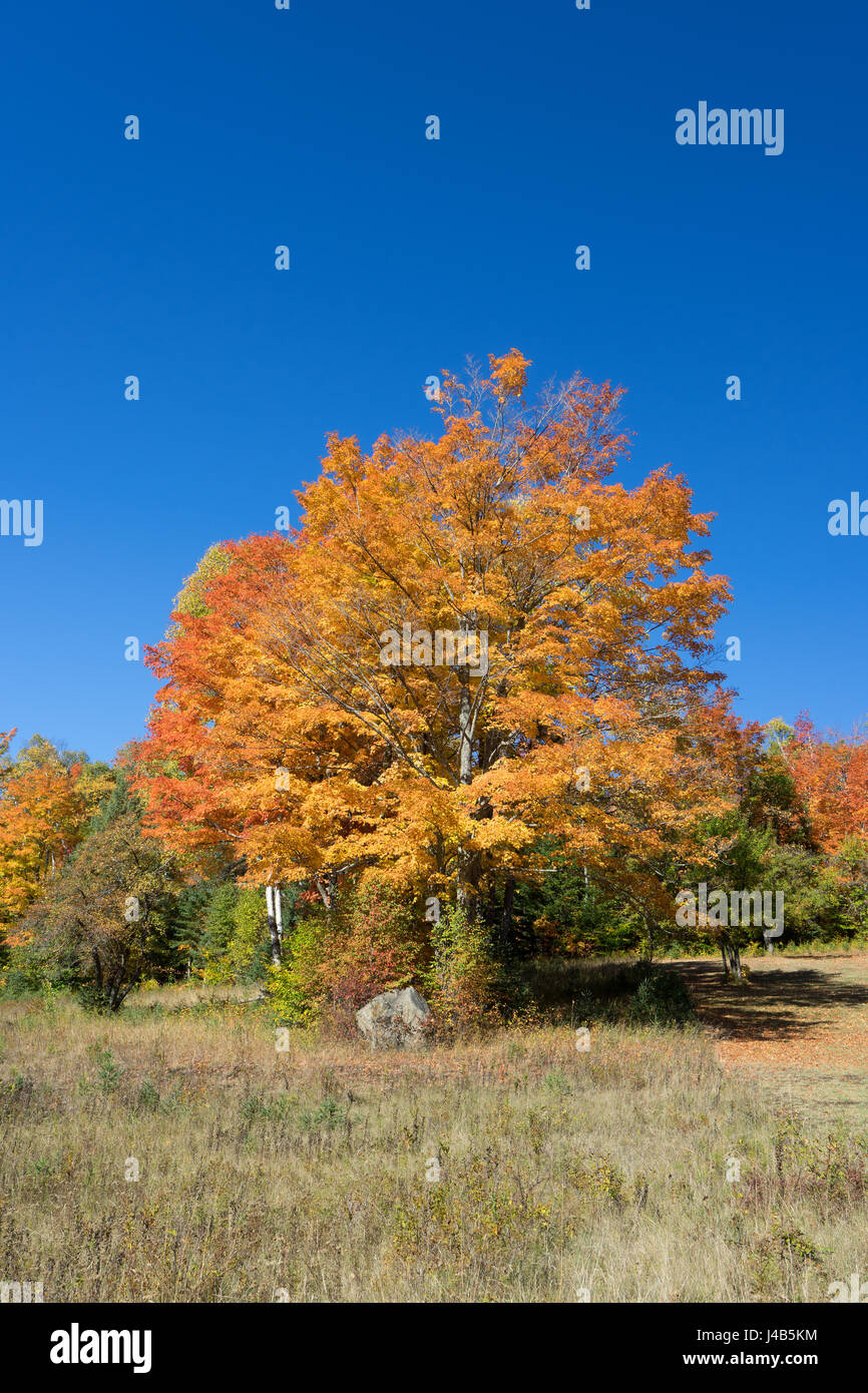Maple tree turned yellow against a  blue sky,  New York State, USA. Stock Photo