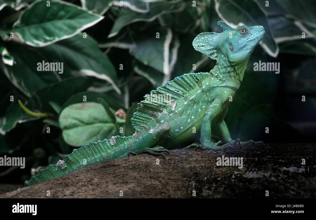 Male Central American Green plumed basilisk (Basiliscus plumifrons), a.k.a double crested basilisk. Stock Photo
