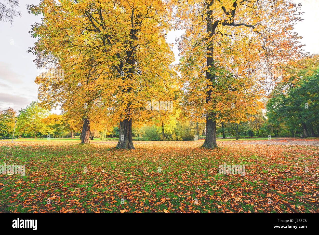 Yellow autumn leaves on colorful autumn trees in a park in the fall with autumn leaves covering the ground in october Stock Photo