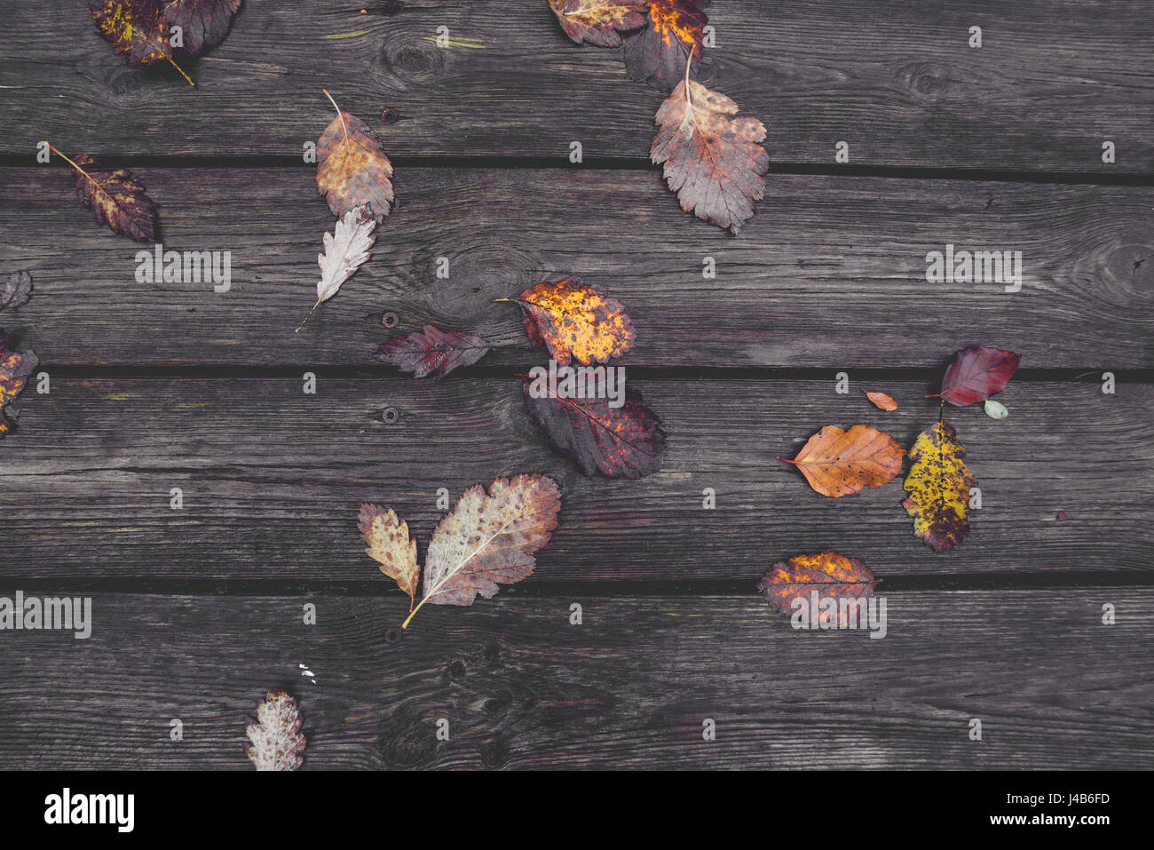 Colorful autumn leaves in the fall on wooden planks in the autumn season in colorful autumn colors from oak and beech trees in the fall in october. Stock Photo
