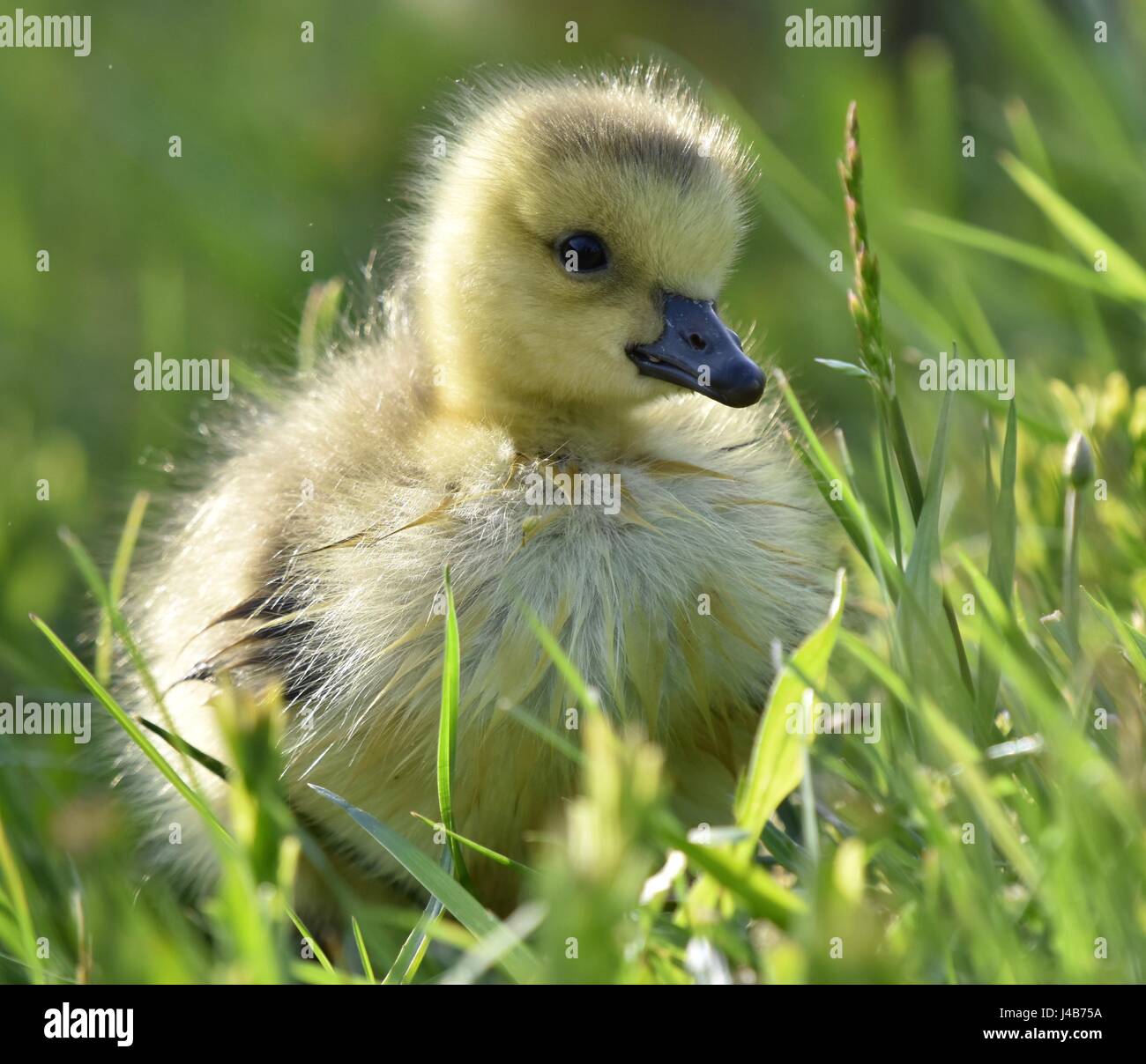 Canadian goose gosling (Branta canadensis) or chick Stock Photo
