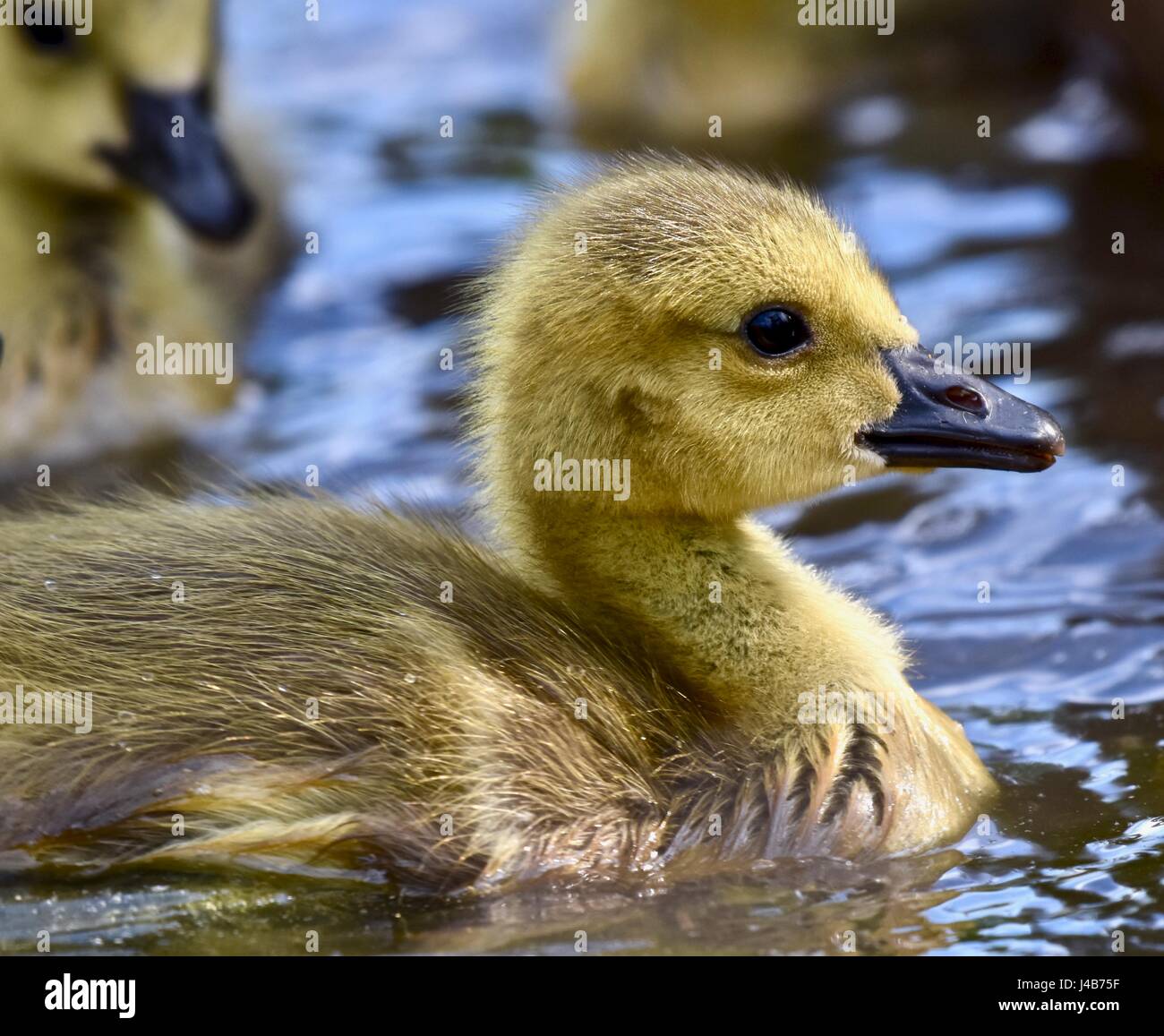 Canadian goose gosling (Branta canadensis) or chick on a warm and sunny spring day. Stock Photo