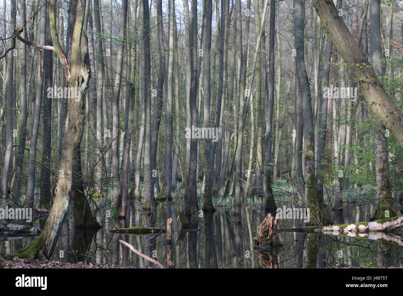 Forest in Berlin, Germany growing out of a river with sunlight landing ...