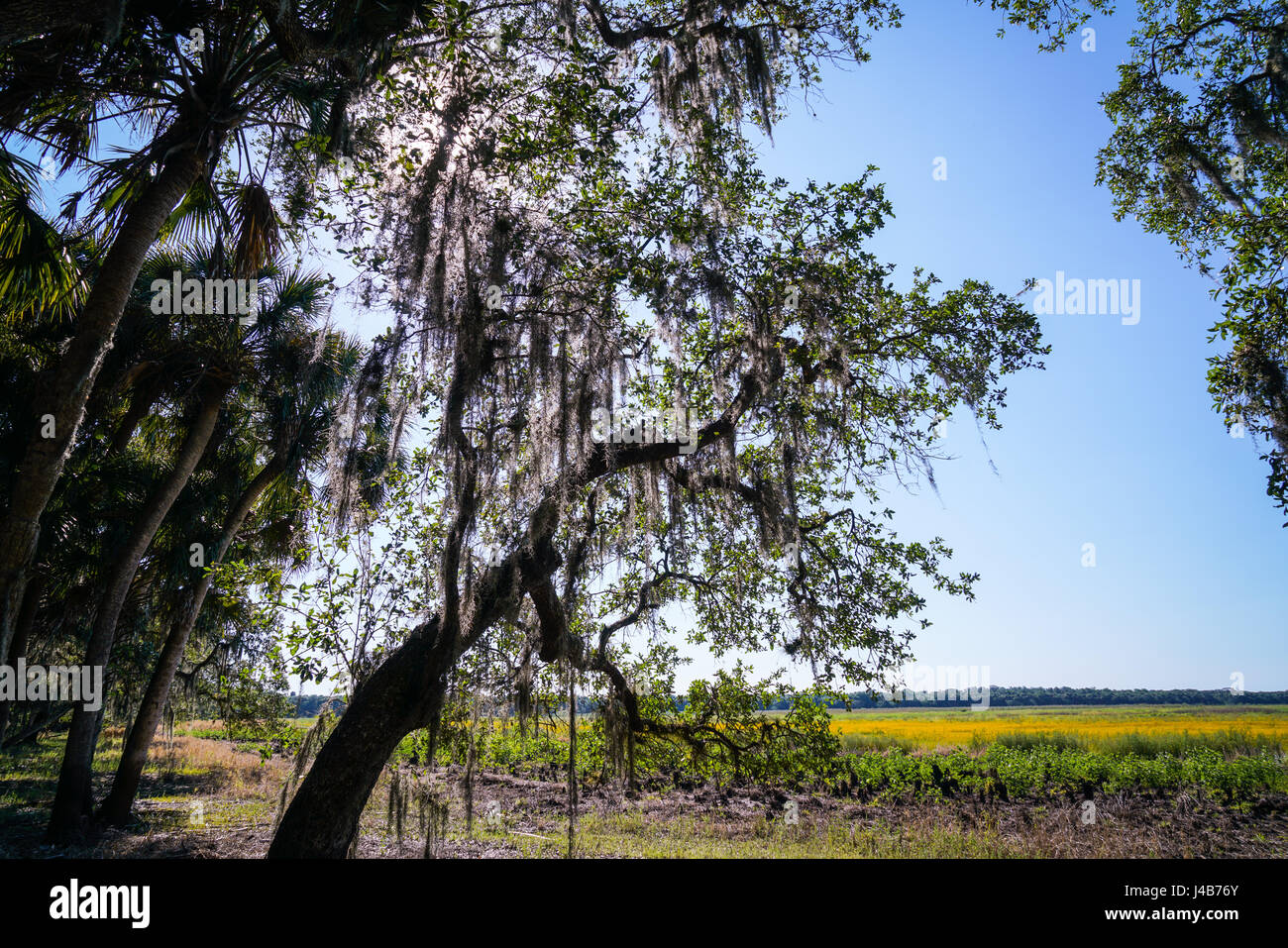 The spanish moss in this tree is glowing from the sun shinning through it almost as much as the