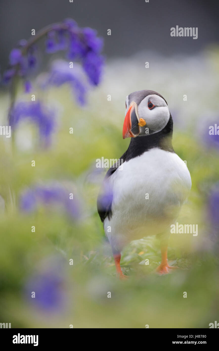 Atlantic Puffin (Fratercula arctica) stood among Bluebell flowers at the Wick, Skomer Island, Pembrokeshire, Wales Stock Photo
