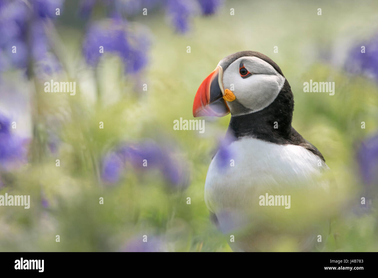 Atlantic Puffin (Fratercula arctica) stood among Bluebell flowers at the Wick, Skomer Island, Pembrokeshire, Wales Stock Photo
