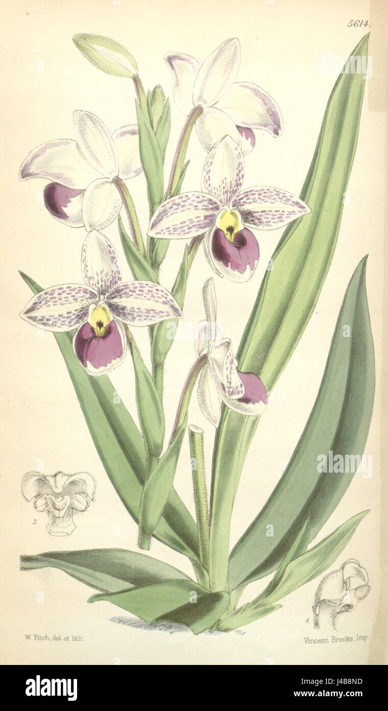 Phragmipedium schlimii (as Cypripedium schlimii)   Curtis' 92 (Ser. 3 no. 22) pl. 5614 (1866) Stock Photo