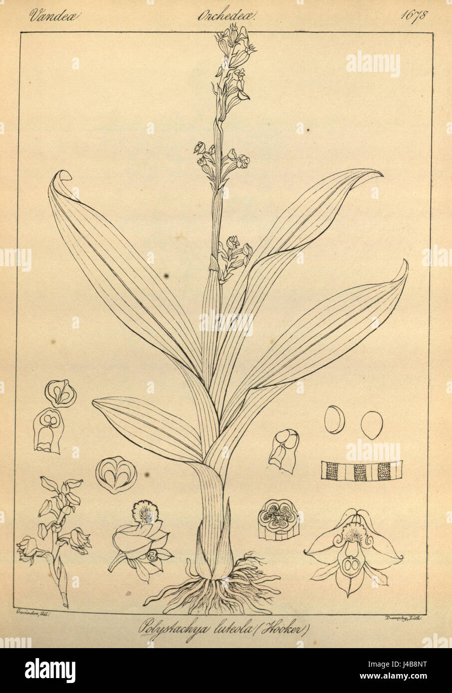 Polystachya concreta (as Polystachya luteola) Icones plantarum Indiae Orientalis tab.1678 (1852) Stock Photo
