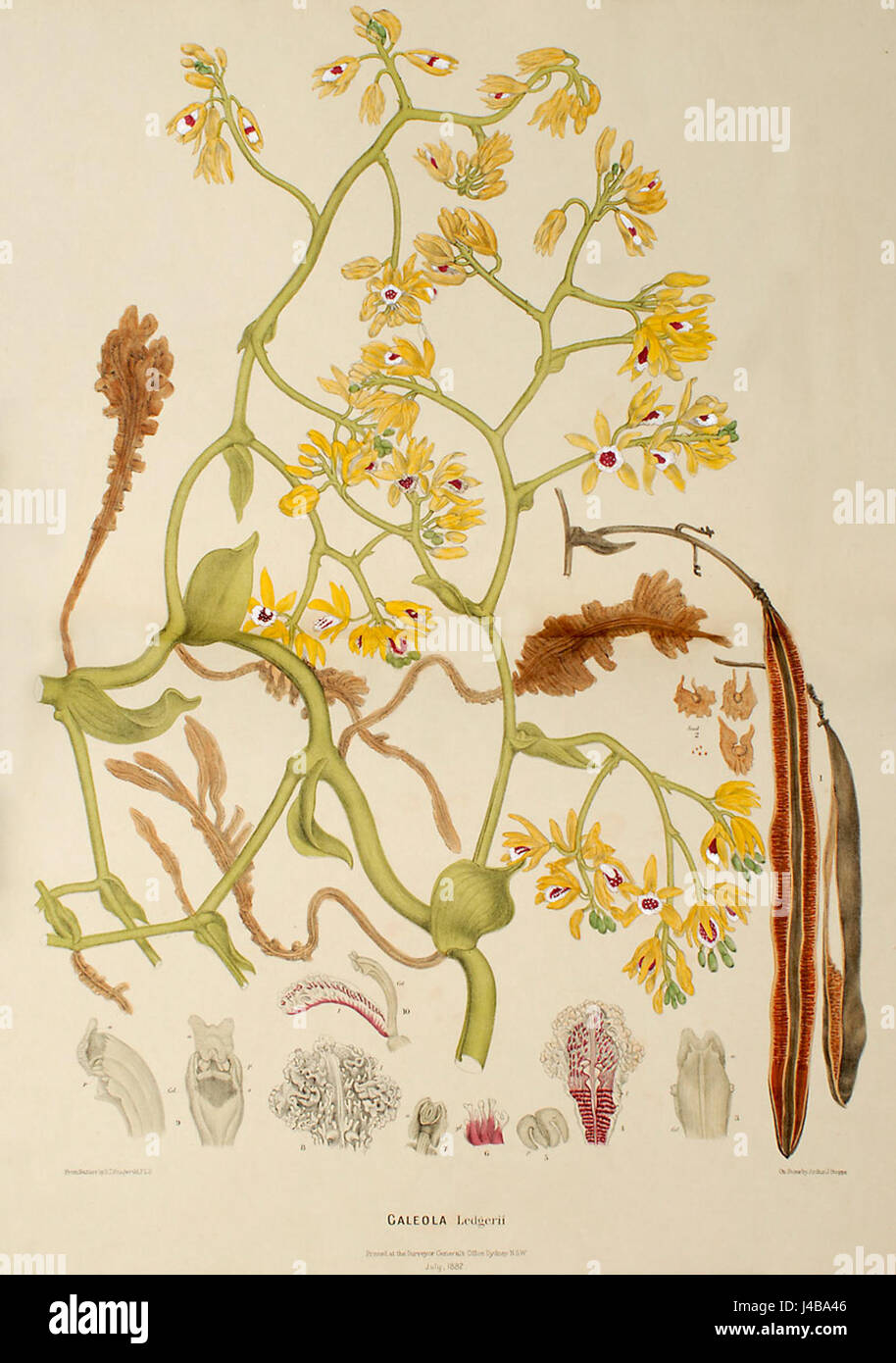 Pseudovanilla foliata (as. Galeola ledgeri)   FitzGerald, Australian Orchids   vol. 1 pl. 79 (1877) Stock Photo