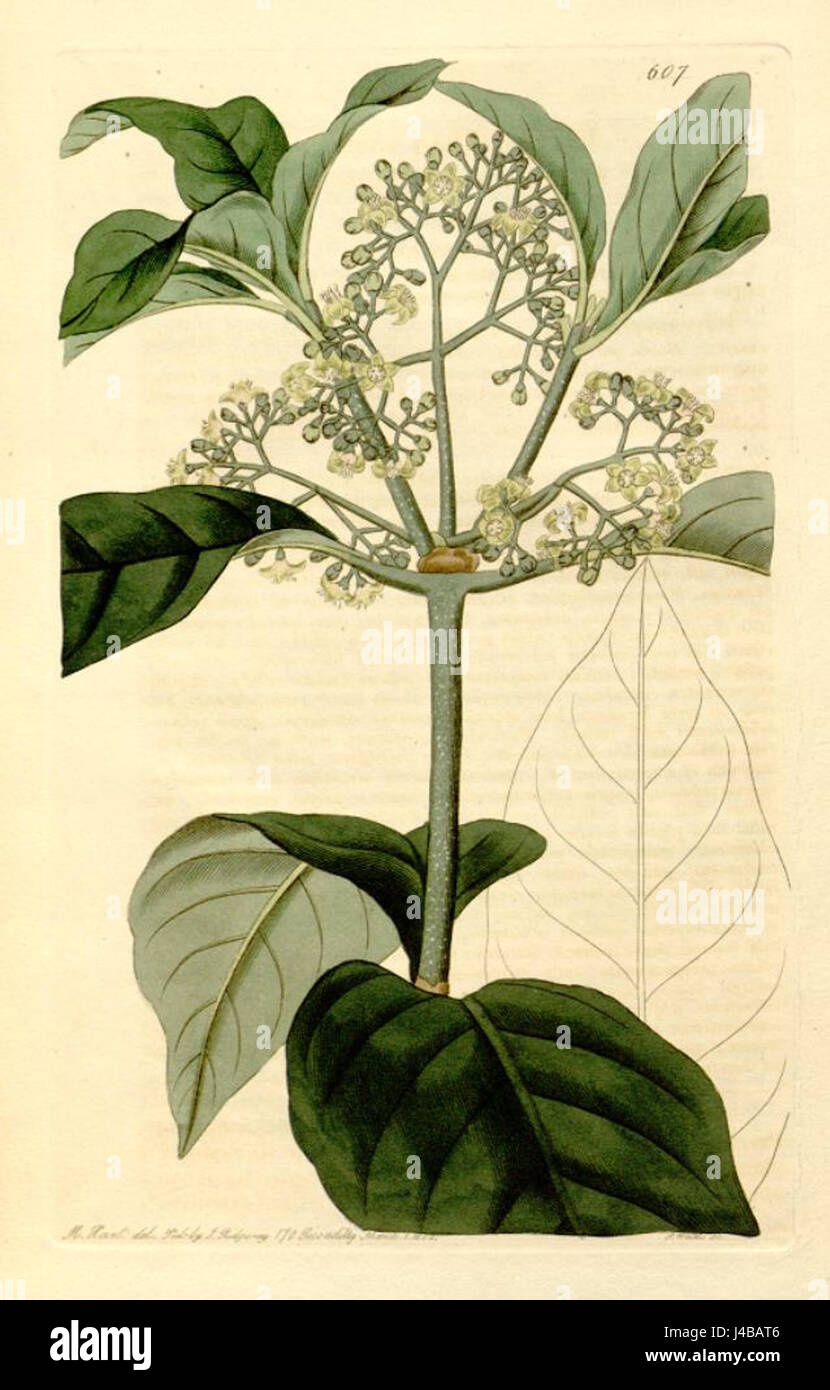 Psychotria elliptica original Stock Photo