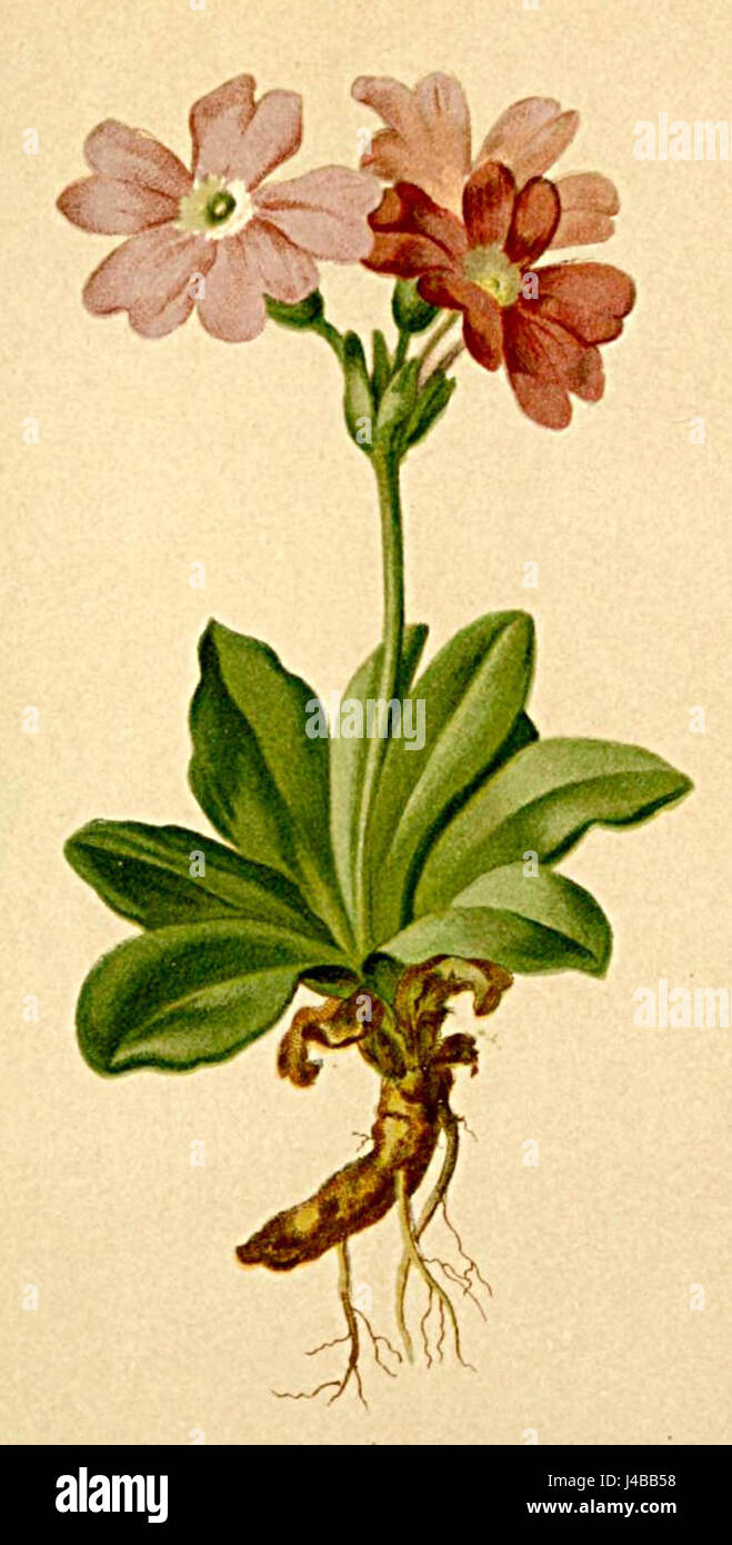 Primula spectabilis Atlas Alpenflora Stock Photo