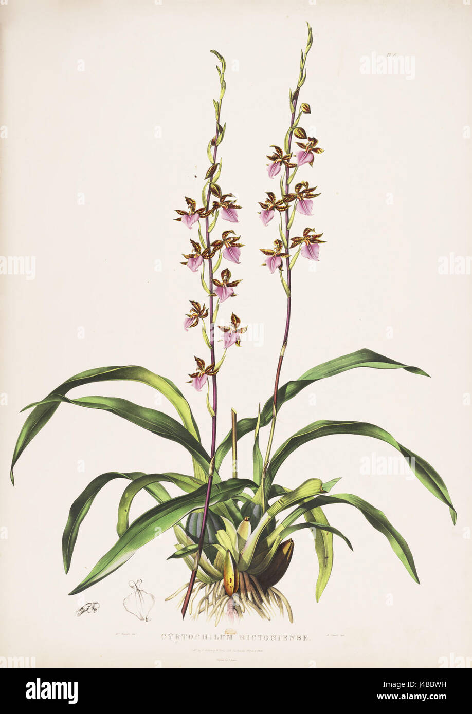 Rhynchostele bictoniensis (as Cyrtochilum bictoniense) Bateman Orch. Mex. Guat. pl. 6 (1842) Stock Photo