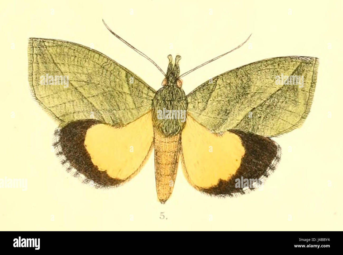RhytiaCocale14 5 m Stock Photo