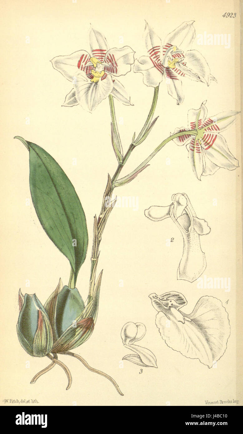 Rhynchostele cervantesii (as Odontoglossum membranaceum)   Curtis' 82 (Ser. 3 no. 12) pl. 4923 (1856) Stock Photo