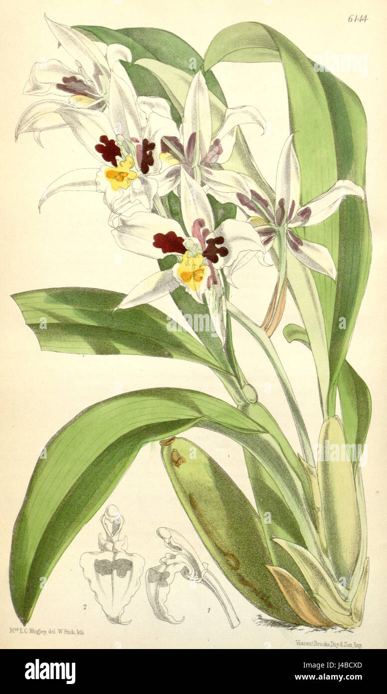 Rhynchostele madrensis (as Odontoglossum maxillare)   Curtis' 101 (Ser. 3 no. 31) pl. 6144 (1875) Stock Photo