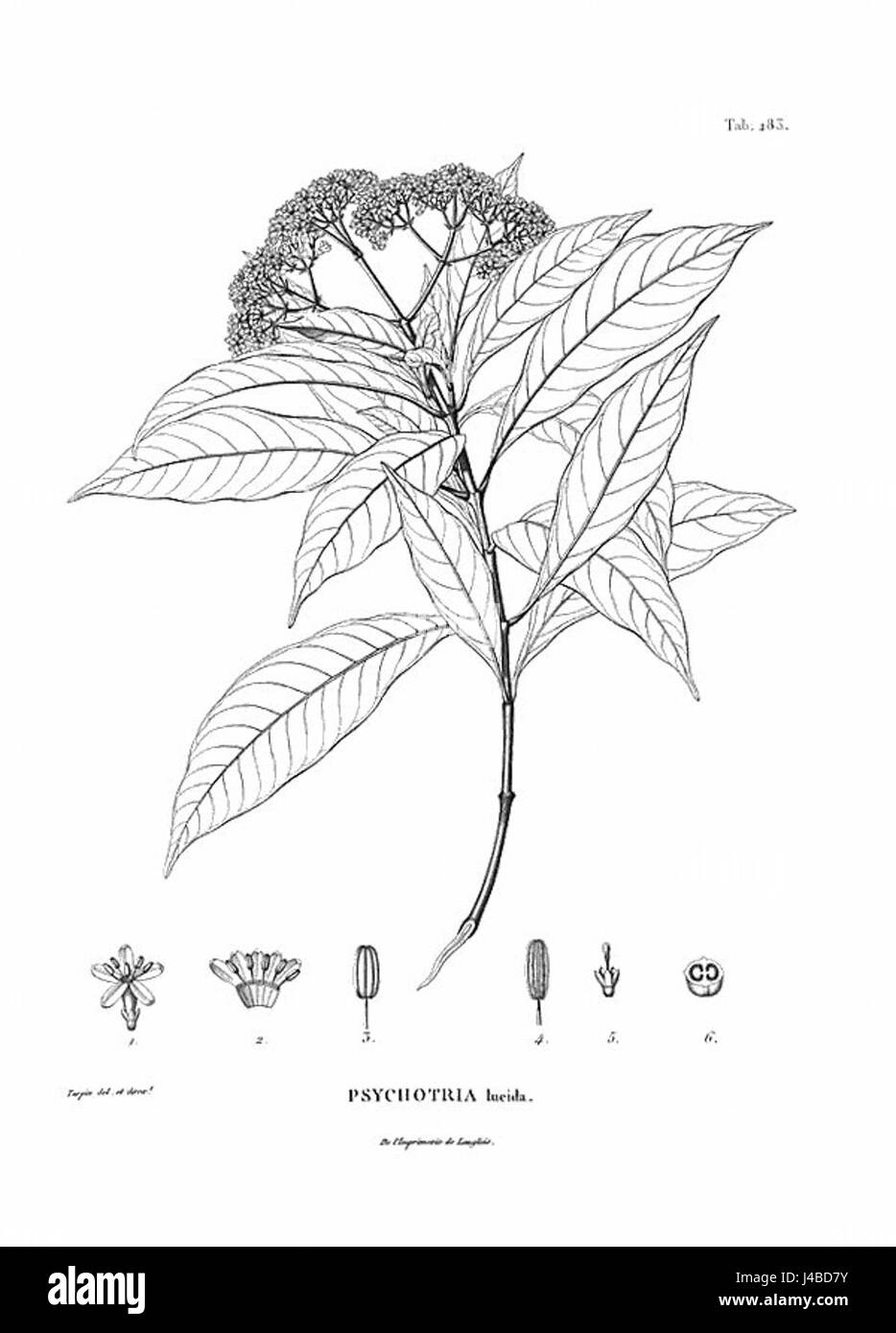 Psychotria anceps Kunth Stock Photo