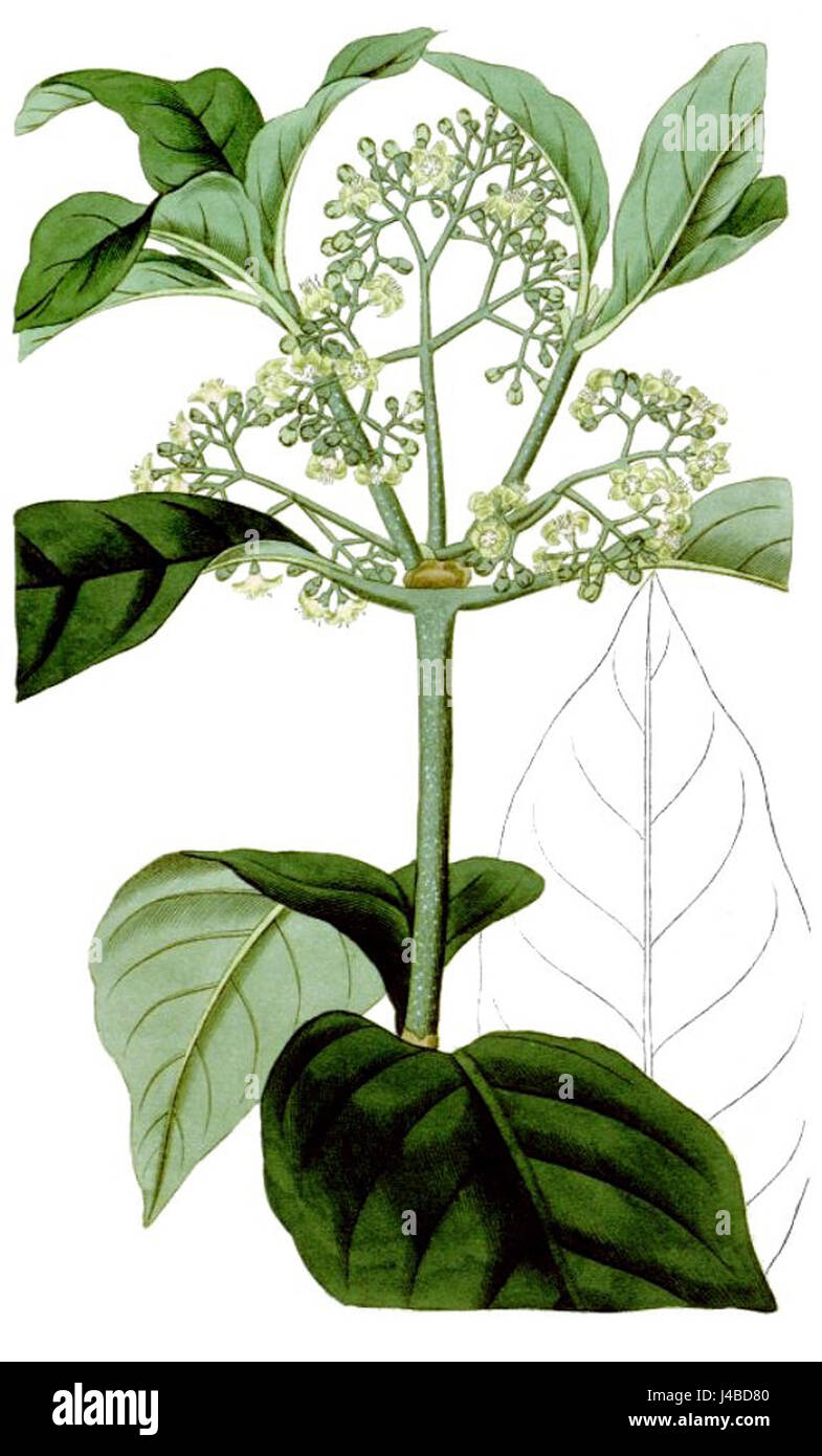 Psychotria elliptica cropped Stock Photo