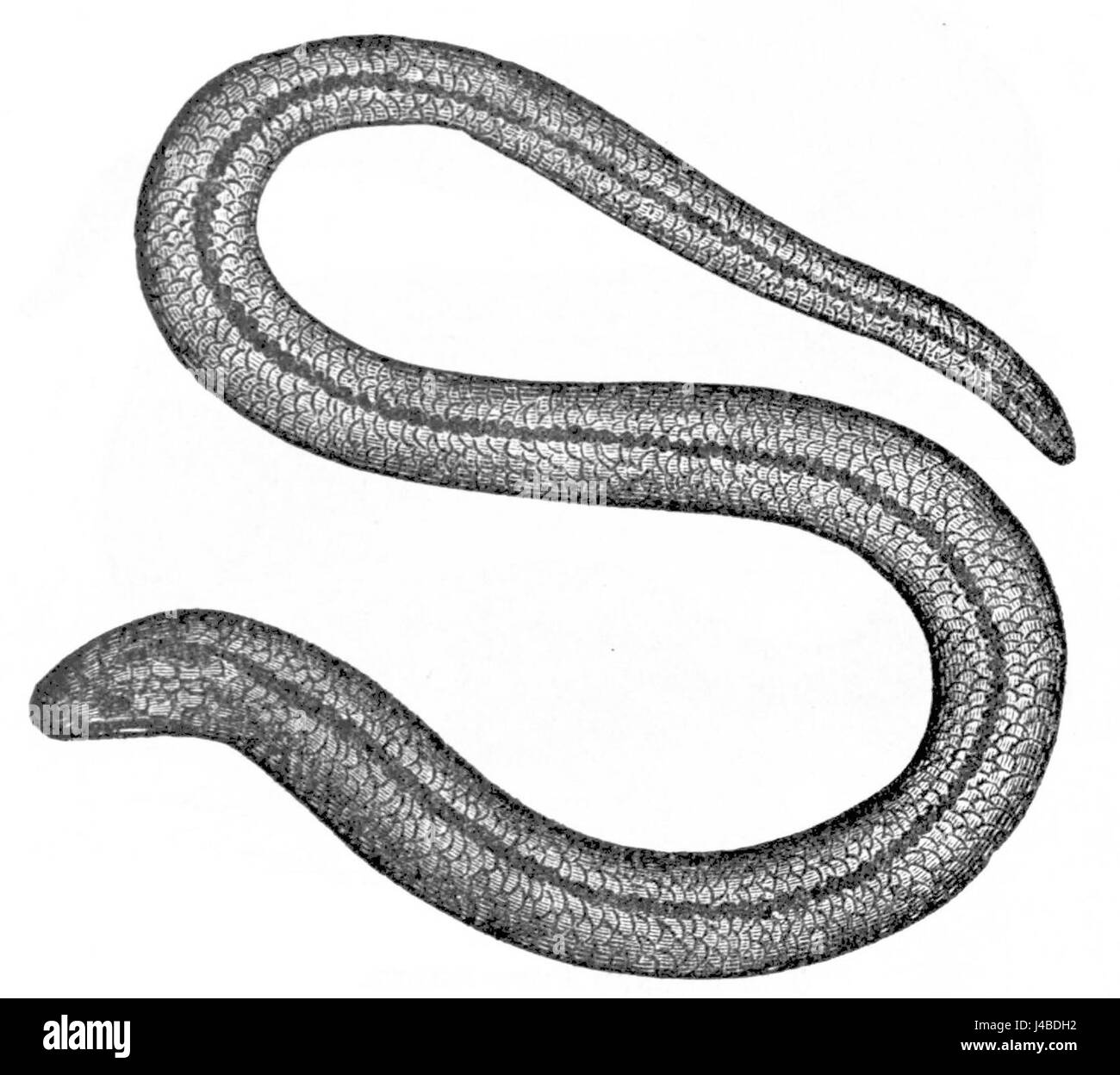 Worm family Cut Out Stock Images Pictures Alamy