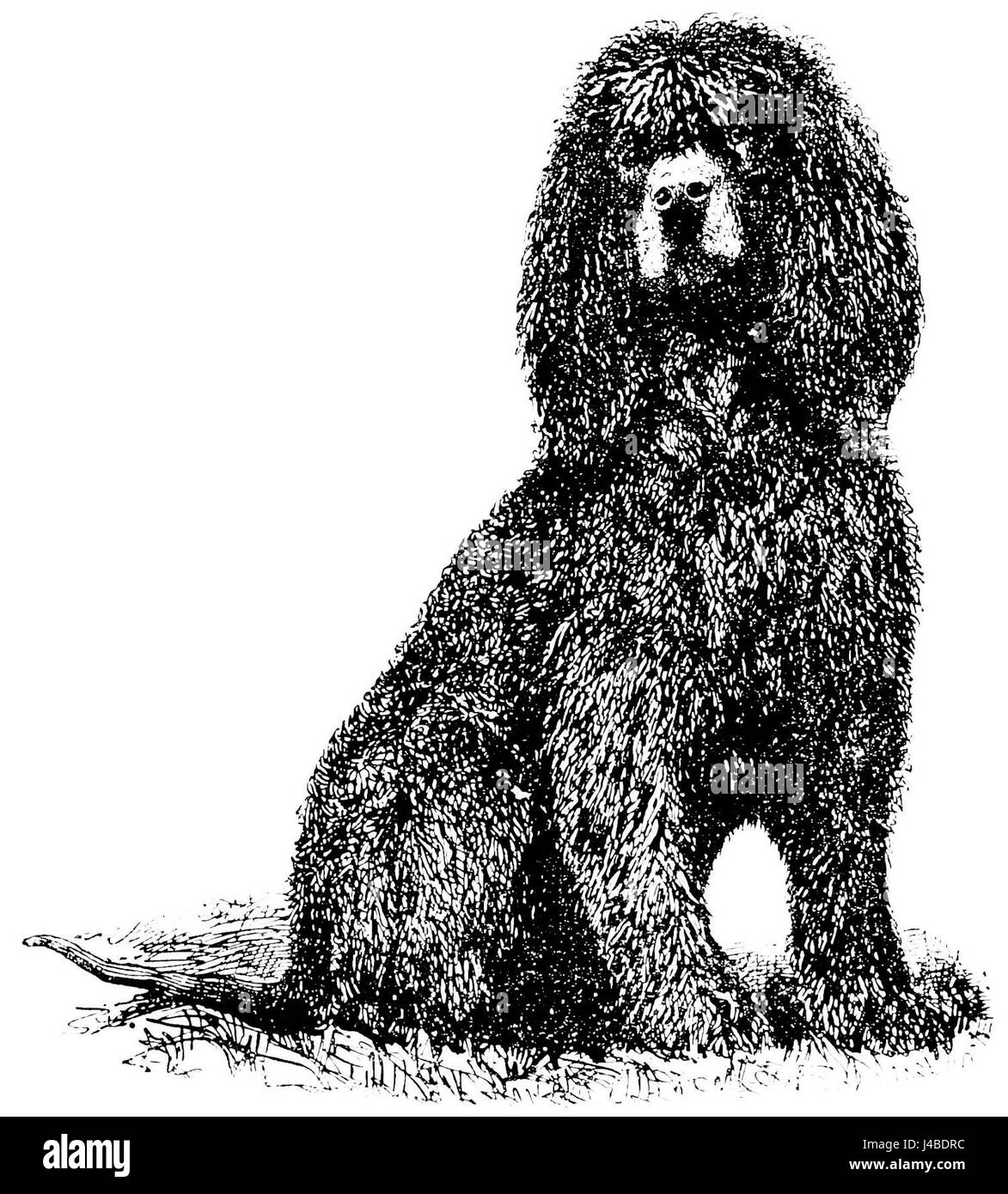 Irish Water Spaniel Black And White Stock Photos Images Alamy